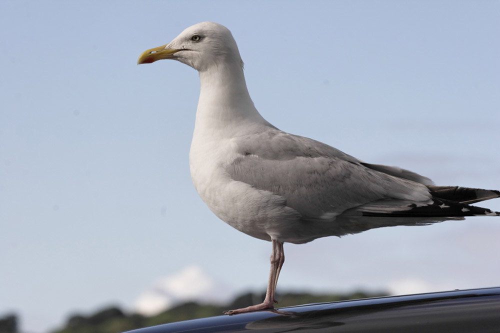 %_tempFileNamesitting-seagull%