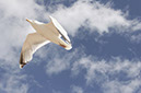 %_tempFileNameseagull%