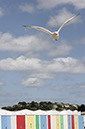 %_tempFileNameseagull2%